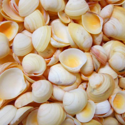 Seashell CHICK SHELL Approx.2.0~4.0CM US$2.7/500G