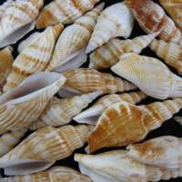 Seashell STRONBUS VITTATUS  Approx.5~9CM   US$5.4/500G