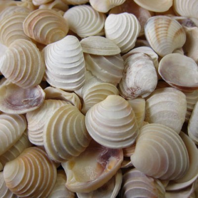 Seashell WEDDING CAKE SHELL  Approx.2.0~2.5CM   US$2.7/500G