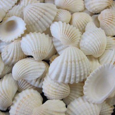 Seashell TEGILLARCA GRANOSA .2.0~3.0CM  US$2.7/500G