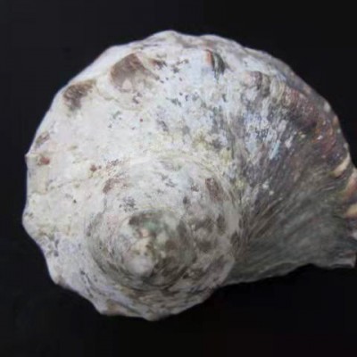 Seashell Turbo Marmoratus green snail   US$1620/100KG