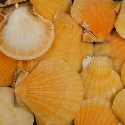 Seashell PECTEN VEXILLUM ORANGE  Approx.3~5CM    US$1.8/500G