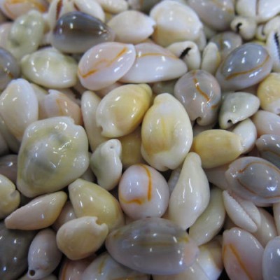 Seashell CYPRAEA MIX  Approx.1.5~2.5CM    US$5.4/500G