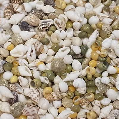 Seashell SS SIZE SHELL MIX Approx.0.5~2.0CM   US$8.1/500G