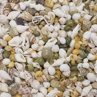 Seashell SS SIZE SHELL MIX Approx.0.5~2.0CM   US$8.1/500G